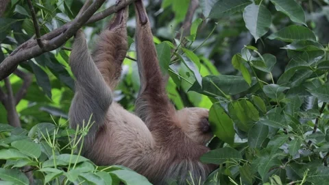 Hoffmann's two-toed sloth feeding on green leaves in rainforest close up Stock Footage 158937343
