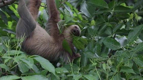 Hoffmann's two-toed sloth hang in feet feeding upside down on leaves close up Stock Footage 158937363