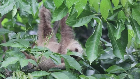 Hoffmann's two-toed sloth hang upside down feeding on green leaf Stock Footage 158937385
