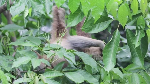 Hoffmann's two-toed sloth hanging upside down feeding on green leaf Stock Footage 158937395