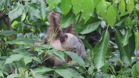 Hoffmann's two-toed sloth scratching himself hanging on branch in rainforest Stock Footage 158937426
