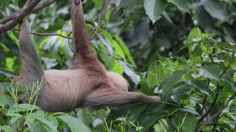 Hoffmann's two-toed sloth stretching out smelling on leaves in rainforest Stock Footage 158937449