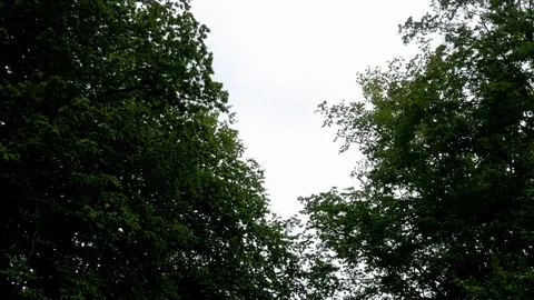 Hofgarten in Bayeruth Video stock 117054482