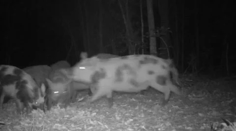 Hog Attack Stock Footage 49921808