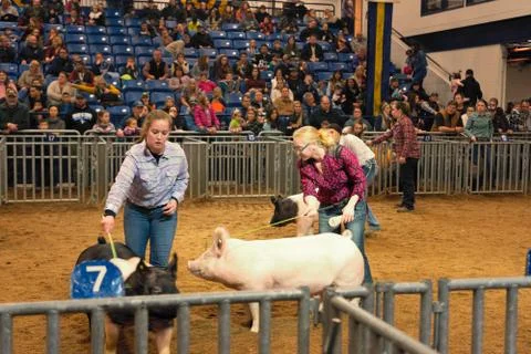 Hog Contest Stock Photos
