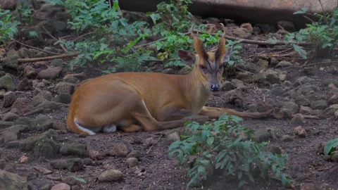 Hog deer (Axis porcinus) resting in a zoo. Animal Wildlife. Close up video Stock Footage 289716607