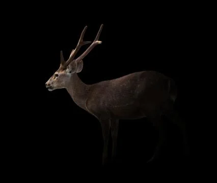 Hog deer in the dark 스톡 사진