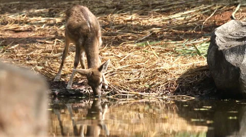 Hog deer drink water Stock Footage 33840328