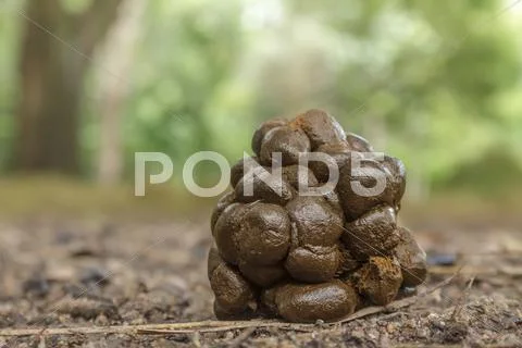 Hog deer feces. Stock Photos