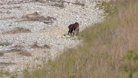 Hog Deer grazing in the open fields in the grasslands of Corbett Tiger Reserve Stock Footage 145829128