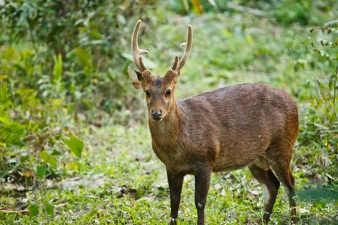 Hog deer Stock Photos