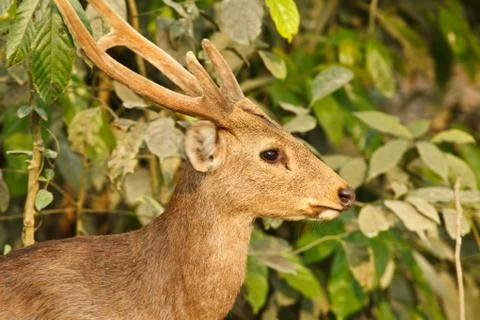 Hog deer Stock Photos