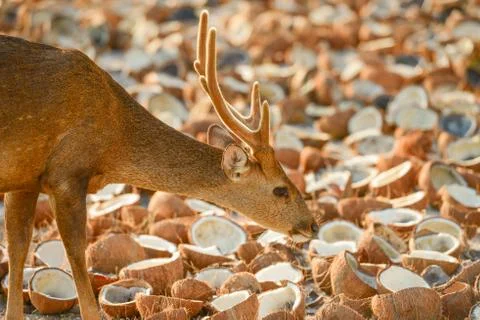 Hog Deer Stock Photos
