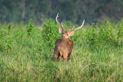 Hog deer Stock Photos