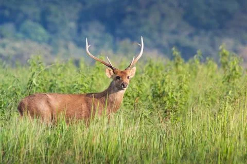 Hog deer Stock Photos