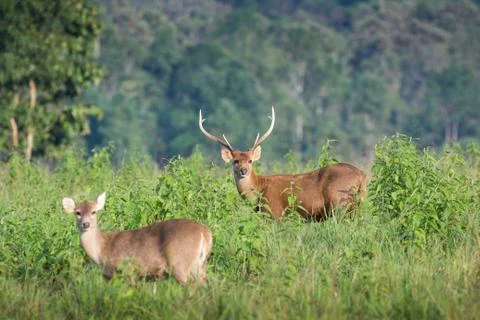 Hog deer Stock Photos