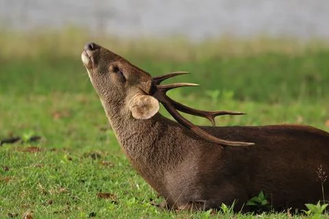 Hog deer Stock Photos