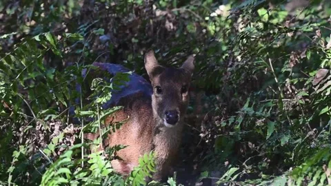 Hog deer taking a break from grazing and looking up in Kaziranga national park Stock Footage 262746759