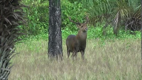 Hog Deer, Thailand Stock Footage 113219697