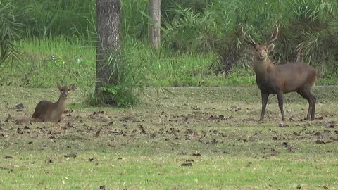 Hog Deer, Thailand Vidéo 113219699