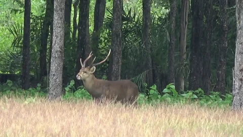 Hog Deer, Thailand Video stock 113219740