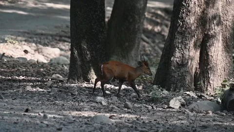Hog deer walking into the greenery of Corbett national park Stock Footage 266691520