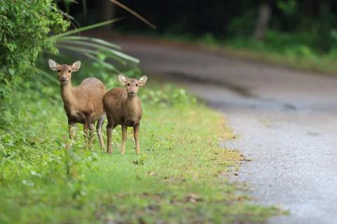 Hog deers in the forest Stock Photos