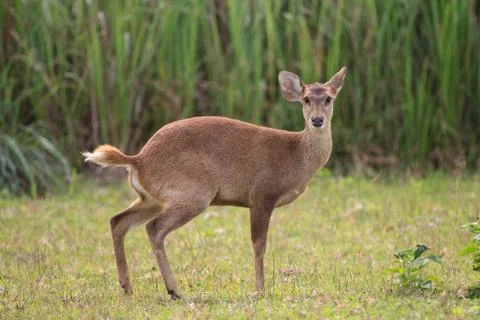 Hog deers in the forest Stock Photos
