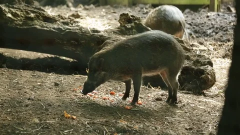 A hog eating carrots outside 動画素材 72671352