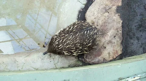 Hog Stock Footage 512299