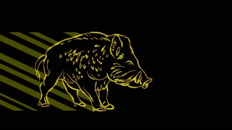 Hog Stock Footage 153481546