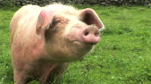 An hog on the meadow in the alps Stock Footage 106774
