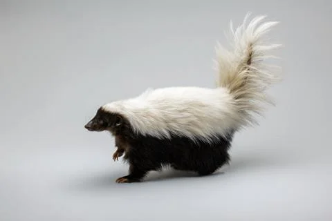 Hog-nosed Skunk Isolated on a White Background Stock Photos