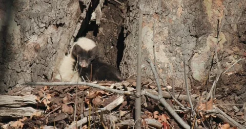 Hog-Nosed Skunk Looking Around Grooming Cleaning Fur of Parasites at Den Stock-Footage 282947454