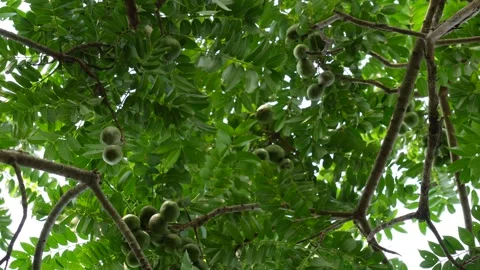 Hog Plum Tree Stock Footage 340754635