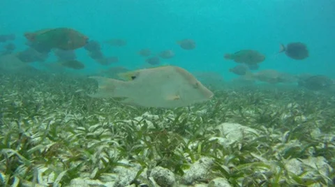 Hog Snapper and Parrot Fish Stock Footage 7755824