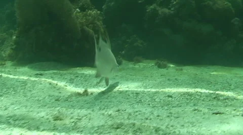 Hog Snapper Stock Footage 988761