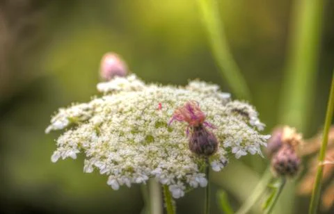 Hog weed 写真素材