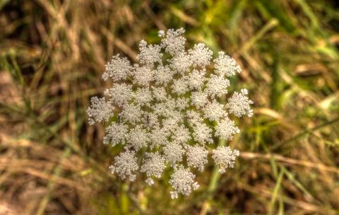 Hog weed Stock Photos