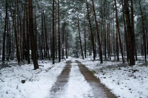 Hoge veluwe in snow Stock Photos
