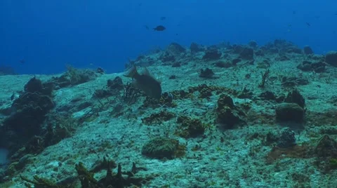 Hogfish Vidéo 8623560