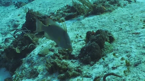 Hogfish II Stockbeeldmateriaal 8624002