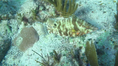 Hogfish (Lachnolaimus maximus) Stock Footage 24634503