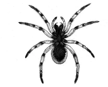 Hogna radiata, web spider from the wolf spider family, underside, illustration Stock Illustration