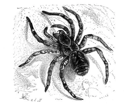 Hogna radiata, web spider from the wolf spider family, back, illustration from Stock Illustration