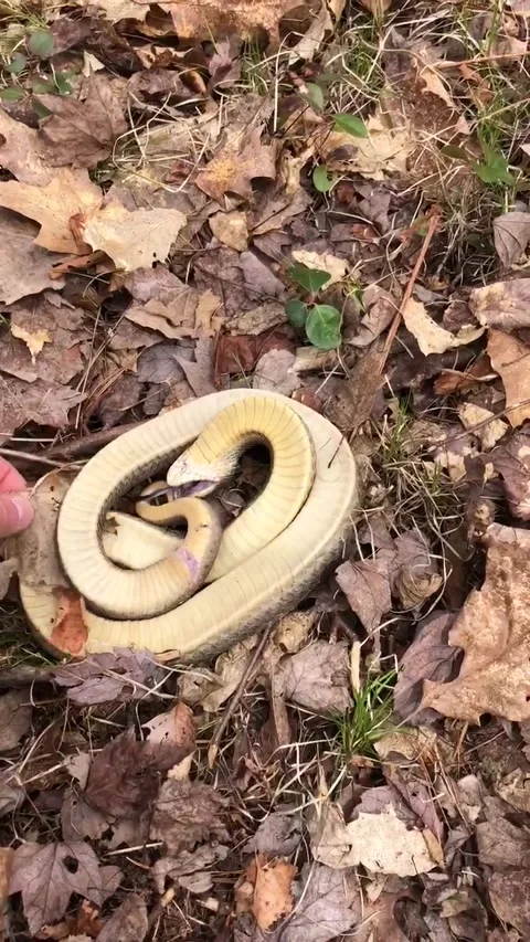 Snake playing dead Stock Photos and Images