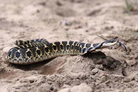 Hognose snake sideview Stock Photos