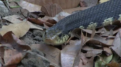 Hognose snake slither through leaf litter smelling with tongue closeup Stock Footage 54204982