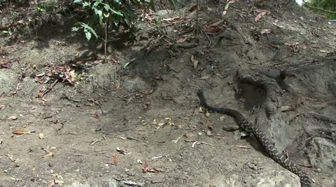 Hognose snake slither through leaf litter smelling with tongue Stock Footage 54205029