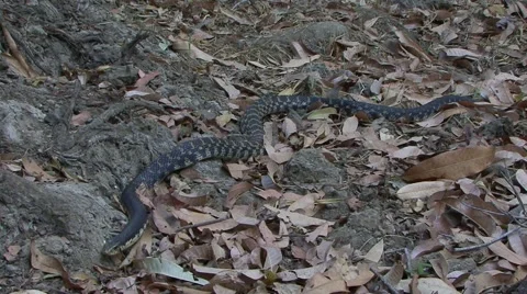 Hognose snake slither through leaf litter smelling with tongue Stock Footage 54205066